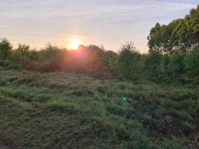 ที่ดิน 800000 หนองคาย โพนพิสัย กุดบง