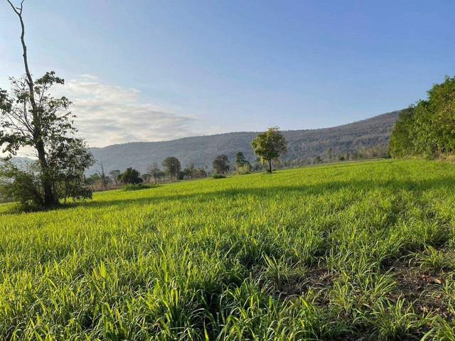ที่ดิน 400000 ขอนแก่น ชุมแพ หนองเสาเล้า ที่ดิน 400000 ขอนแก่น ชุมแพ หนองเสาเล้า