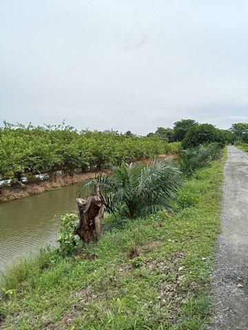 ที่ดิน 380000 สระบุรี หนองแค หนองแค ที่ดิน 380000 สระบุรี หนองแค หนองแค