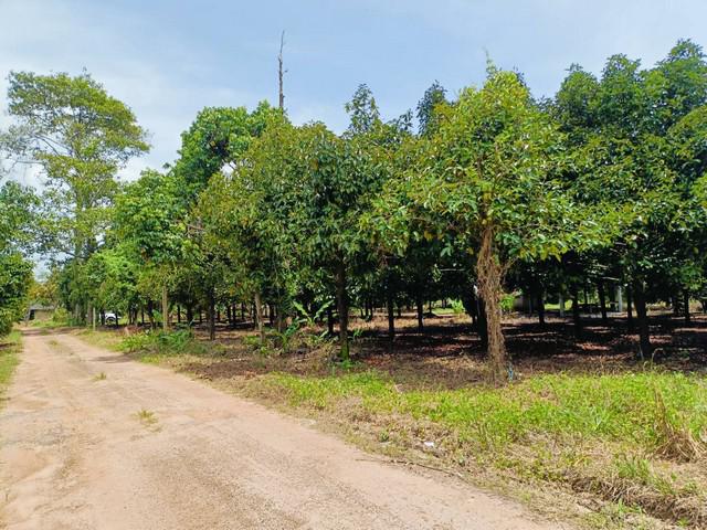 ที่ดิน 1390000 ระยอง เมืองระยอง บ้านแลง ที่ดิน 1390000 ระยอง เมืองระยอง บ้านแลง
