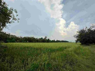 ที่ดิน 44984940 ปทุมธานี หนองเสือ หนองสามวัง