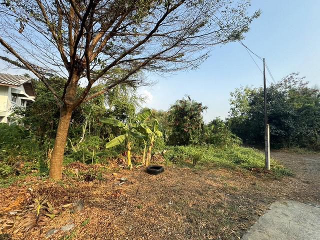 ที่ดิน 25120000 นนทบุรี ปากเกร็ด บางตลาด ที่ดิน 25120000 นนทบุรี ปากเกร็ด บางตลาด