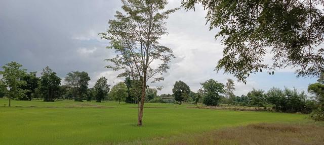 ที่ดิน 1600000 ศรีสะเกษ กันทรลักษ์ เวียงเหนือ ที่ดิน 1600000 ศรีสะเกษ กันทรลักษ์ เวียงเหนือ