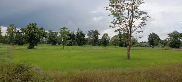 ที่ดิน 1600000 ศรีสะเกษ กันทรลักษ์ เวียงเหนือ ที่ดิน 1600000 ศรีสะเกษ กันทรลักษ์ เวียงเหนือ