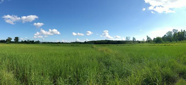 ที่ดิน 9000000 บึงกาฬ พรเจริญ ป่าแฝก ที่ดิน 9000000 บึงกาฬ พรเจริญ ป่าแฝก