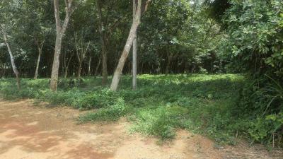 ที่ดิน 1450000 ชลบุรี บ้านบึง มาบไผ่