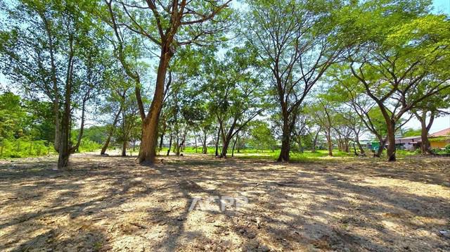ที่ดิน 8616000 เชียงใหม่ สันทราย หนองหาร ที่ดิน 8616000 เชียงใหม่ สันทราย หนองหาร