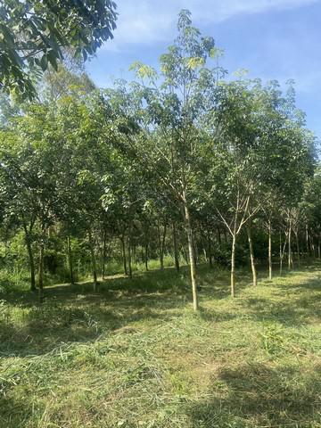 ที่ดิน 230000 สระแก้ว เมืองสระแก้ว โคกปี่ฆ้อง