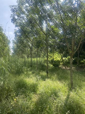 ที่ดิน 230000 สระแก้ว เมืองสระแก้ว โคกปี่ฆ้อง ที่ดิน 230000 สระแก้ว เมืองสระแก้ว โคกปี่ฆ้อง