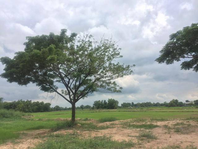 ที่ดิน 1600000 นครนายก เมืองนครนายก นครนายก ที่ดิน 1600000 นครนายก เมืองนครนายก นครนายก