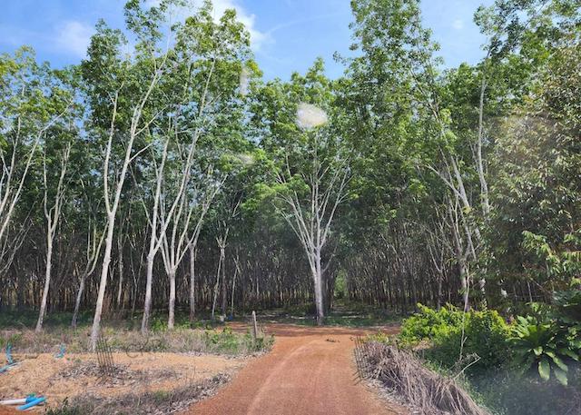 ที่ดิน 24000000 ระยอง แกลง ทุ่งควายกิน ที่ดิน 24000000 ระยอง แกลง ทุ่งควายกิน