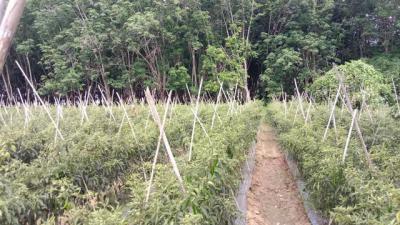 ที่ดิน 800000 หนองคาย โพนพิสัย กุดบง