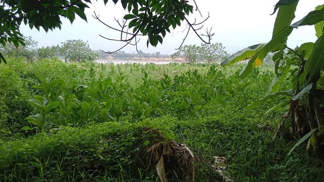 ที่ดิน 800000 หนองคาย โพนพิสัย กุดบง ที่ดิน 800000 หนองคาย โพนพิสัย กุดบง