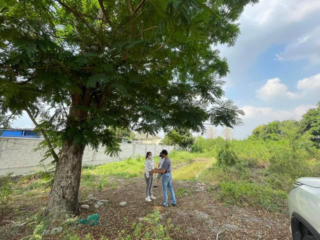 ที่ดิน 5999000 นนทบุรี บางใหญ่ บางแม่นาง ที่ดิน 5999000 นนทบุรี บางใหญ่ บางแม่นาง