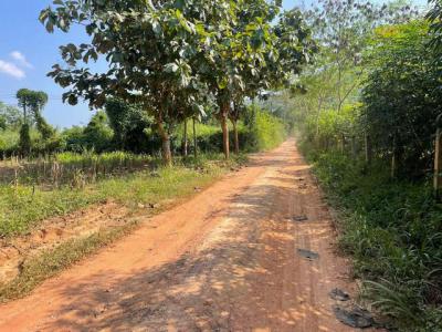 ที่ดิน 650000 เลย ภูเรือ หนองบัว
