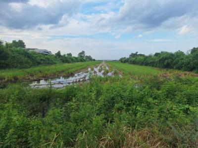 ที่ดิน 3500000 ปทุมธานี ลำลูกกา บึงทองหลาง