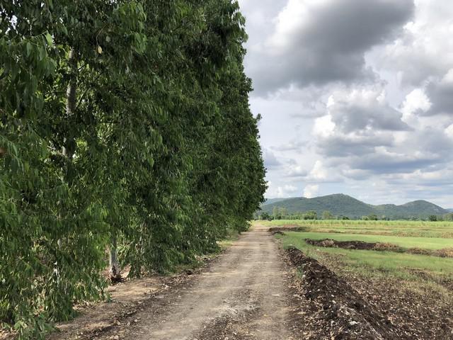 ที่ดิน 105000 ลพบุรี หนองม่วง ชอนสมบูรณ์ ที่ดิน 105000 ลพบุรี หนองม่วง ชอนสมบูรณ์