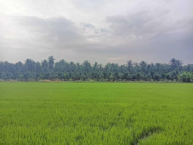 ที่ดิน 14000000 ราชบุรี ปากท่อ วัดยางงาม ที่ดิน 14000000 ราชบุรี ปากท่อ วัดยางงาม