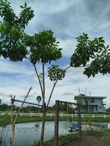 บ้านเดี่ยว 5440000 นครนายก องครักษ์ บางลูกเสือ บ้านเดี่ยว 5440000 นครนายก องครักษ์ บางลูกเสือ