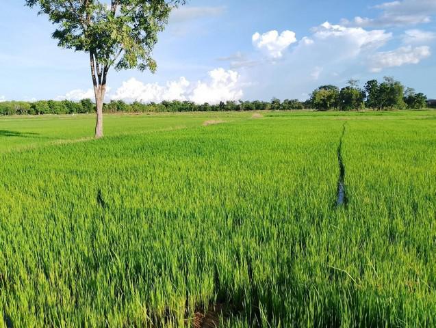 ที่ดิน 1400000 สุโขทัย เมืองสุโขทัย เมืองเก่า ที่ดิน 1400000 สุโขทัย เมืองสุโขทัย เมืองเก่า