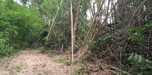 ที่ดิน 1600000 ปราจีนบุรี ประจันตคาม ดงบัง ที่ดิน 1600000 ปราจีนบุรี ประจันตคาม ดงบัง
