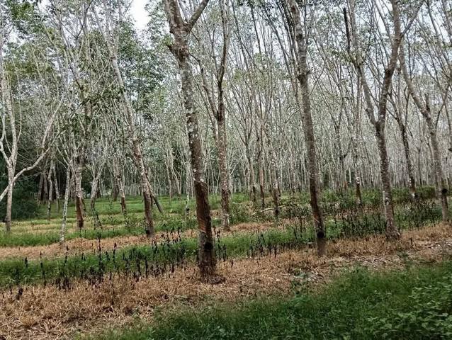 ที่ดิน 2200000 ตรัง เมืองตรัง นาโต๊ะหมิง ที่ดิน 2200000 ตรัง เมืองตรัง นาโต๊ะหมิง