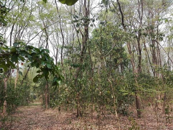 ที่ดิน 25000000 อุดรธานี เมืองอุดรธานี เชียงยืน ที่ดิน 25000000 อุดรธานี เมืองอุดรธานี เชียงยืน