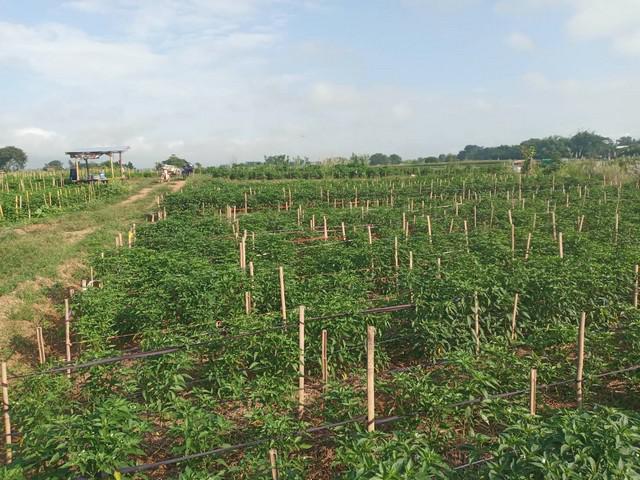ที่ดิน 800000 น่าน ท่าวังผา ศรีภูมิ ที่ดิน 800000 น่าน ท่าวังผา ศรีภูมิ