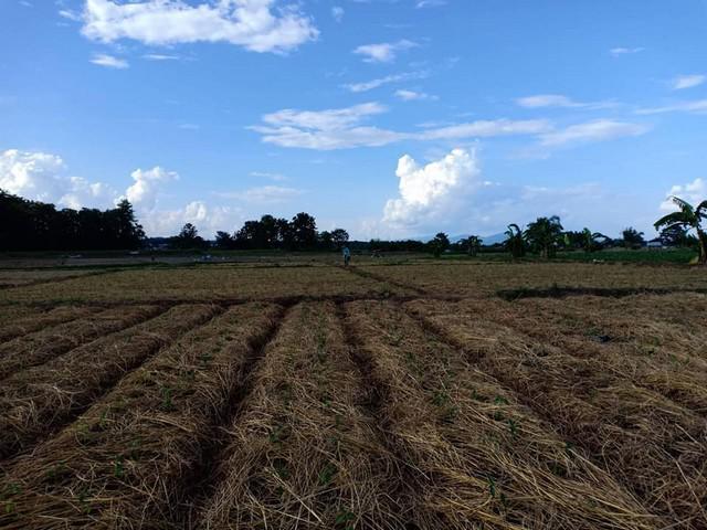 ที่ดิน 800000 น่าน ท่าวังผา ศรีภูมิ ที่ดิน 800000 น่าน ท่าวังผา ศรีภูมิ