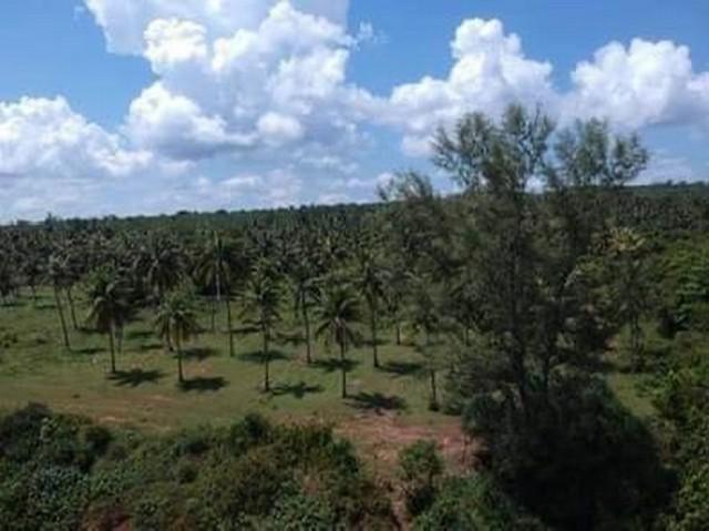 ที่ดิน 3000000 ประจวบคีรีขันธ์ บางสะพานน้อย ทรายทอง ที่ดิน 3000000 ประจวบคีรีขันธ์ บางสะพานน้อย ทรายทอง