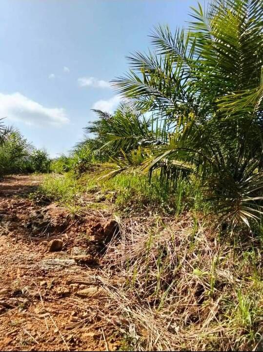 ที่ดิน 2100000 สตูล ควนกาหลง ทุ่งนุ้ย ที่ดิน 2100000 สตูล ควนกาหลง ทุ่งนุ้ย
