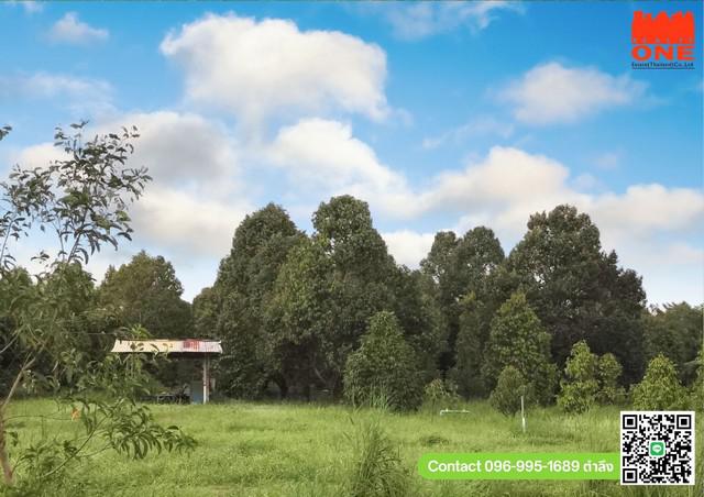 ที่ดิน 12000000 ปราจีนบุรี เมืองปราจีนบุรี ดงขี้เหล็ก ที่ดิน 12000000 ปราจีนบุรี เมืองปราจีนบุรี ดงขี้เหล็ก