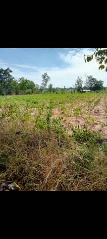 ที่ดิน 550000 ชัยภูมิ เนินสง่า หนองฉิม ที่ดิน 550000 ชัยภูมิ เนินสง่า หนองฉิม