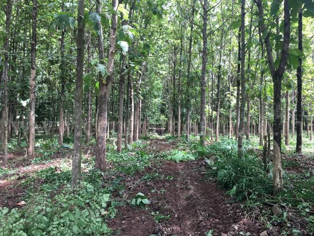 ที่ดิน 20000000 ราชบุรี จอมบึง ปากช่อง ที่ดิน 20000000 ราชบุรี จอมบึง ปากช่อง