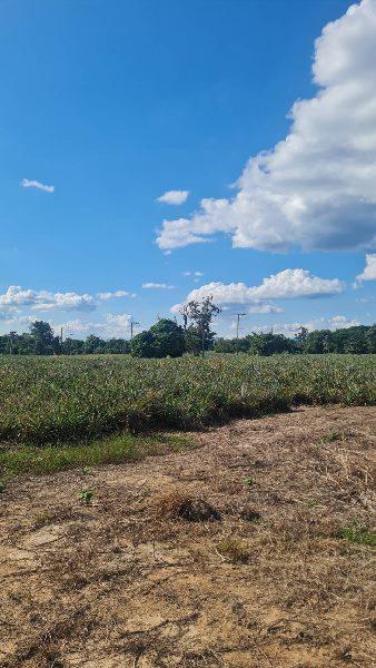 ที่ดิน 900000 ลำปาง เมืองลำปาง บ้านเสด็จ ที่ดิน 900000 ลำปาง เมืองลำปาง บ้านเสด็จ