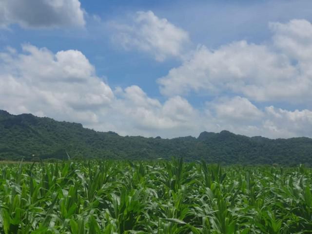 ที่ดิน 2200000 ลพบุรี พัฒนานิคม ช่องสาริกา ที่ดิน 2200000 ลพบุรี พัฒนานิคม ช่องสาริกา