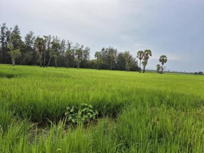 ที่ดิน 1200000 เพชรบุรี เมืองเพชรบุรี ธงชัย
