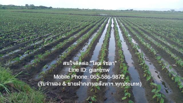 ที่ดิน 55000000 สระบุรี พระพุทธบาท หนองแก ที่ดิน 55000000 สระบุรี พระพุทธบาท หนองแก