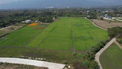 ที่ดิน 1530000 เชียงใหม่ เมืองเชียงใหม่ สันผีเสื้อ