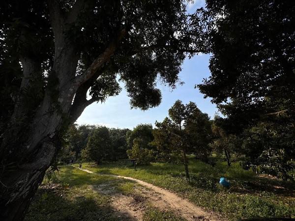 ที่ดิน 2500000 ระยอง เมืองระยอง เพ ที่ดิน 2500000 ระยอง เมืองระยอง เพ