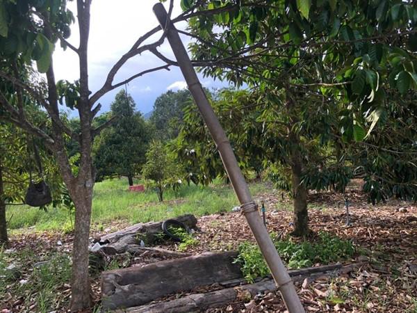 ที่ดิน 2500000 ระยอง เมืองระยอง เพ ที่ดิน 2500000 ระยอง เมืองระยอง เพ