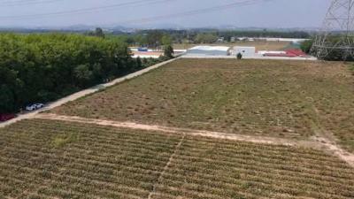 ที่ดิน 3300000 ชลบุรี ศรีราชา เขาคันทรง