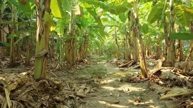 ที่ดิน 1500000 แพร่ สูงเม่น บ้านเหล่า ที่ดิน 1500000 แพร่ สูงเม่น บ้านเหล่า