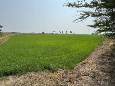 ที่ดิน 900000 พิจิตร โพทะเล ท่าเสา