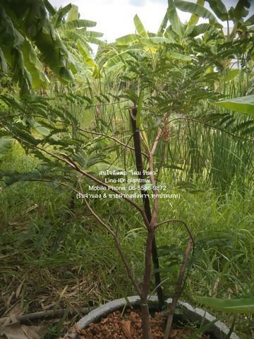 ที่ดิน 5900000 กรุงเทพมหานคร เขตหนองแขม หนองแขม
