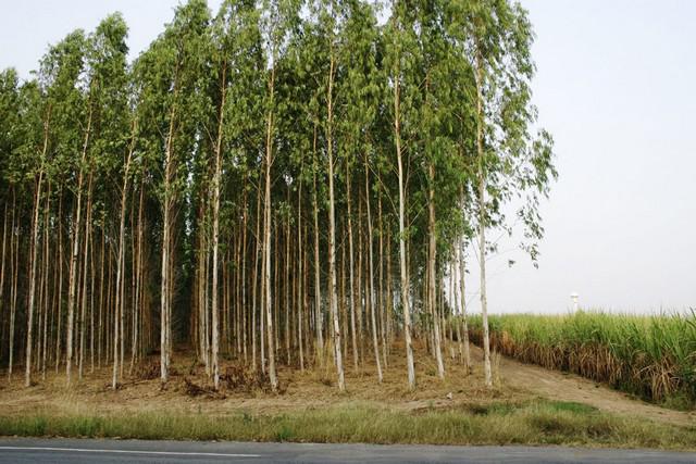 ที่ดิน 4000000 ปราจีนบุรี กบินทร์บุรี ลาดตะเคียน ที่ดิน 4000000 ปราจีนบุรี กบินทร์บุรี ลาดตะเคียน