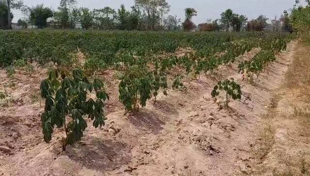 ที่ดิน 12800000 ขอนแก่น กระนวน หนองกุงใหญ่ ที่ดิน 12800000 ขอนแก่น กระนวน หนองกุงใหญ่
