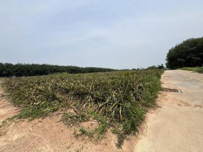 ที่ดิน 3000000 ชลบุรี ศรีราชา เขาคันทรง