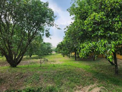 ที่ดิน 59740000 นครนายก เมืองนครนายก ท่าช้าง