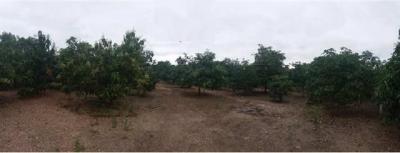 ที่ดิน 1205600 ลำพูน บ้านโฮ่ง เหล่ายาว